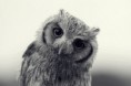 /album/birds/tumblr-lgiflroui41qerexjo1-500-1-jpg/